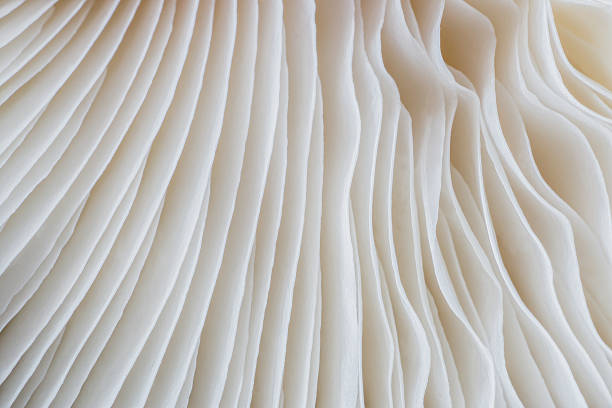 istock abstract background macro of Sajor-caju Mushroom 627454042