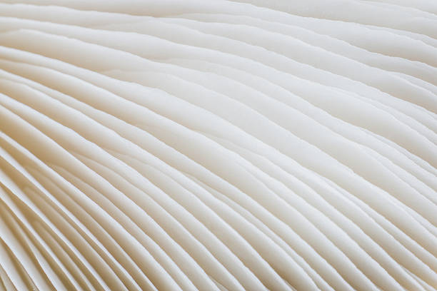 istock abstract background macro of Sajor-caju Mushroom 627454116