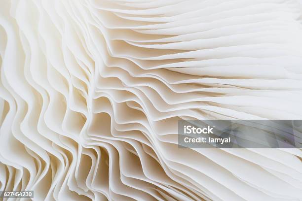 Abstract Background Macro Of Sajorcaju Mushroom Stock Photo - Download Image Now - Backgrounds, Beauty In Nature, Close-up