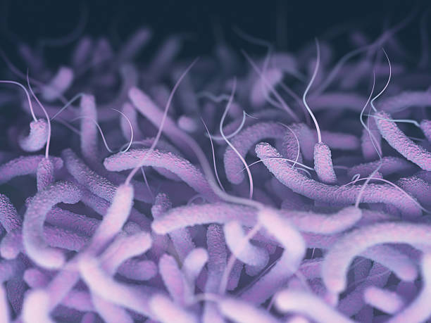 bacterias vibrio cholerae - cholera bacterium fotografías e imágenes de stock