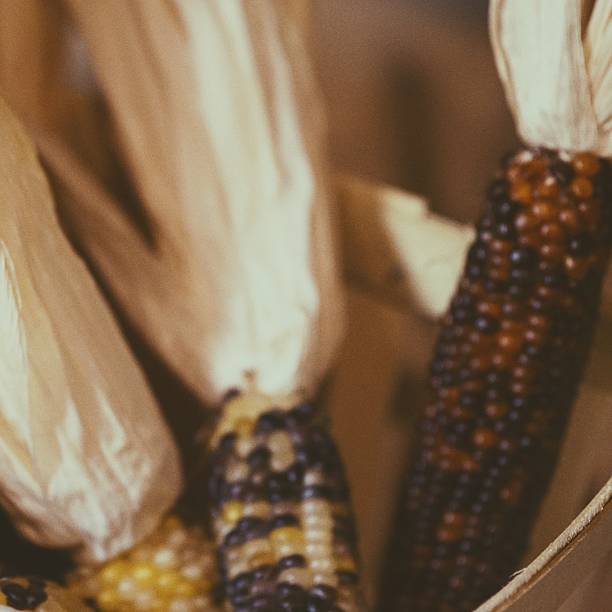 milho indiano embaçado no fundo da colheita da espiga - defocused vegetable corn on the cob corn crop - fotografias e filmes do acervo