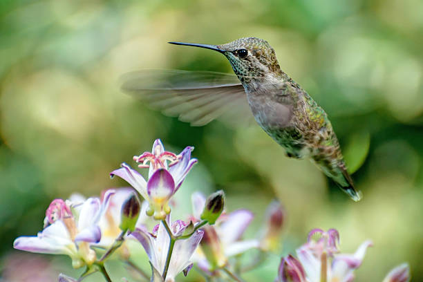 istock Hummingbird eating flowers 627454922