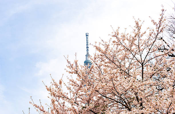 istock Sakura tree on the background of a television tower 627456996