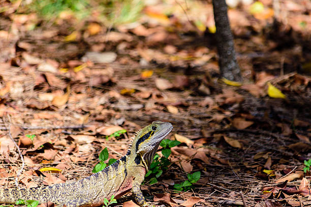 istock Australian Male Water Dragon 627459124