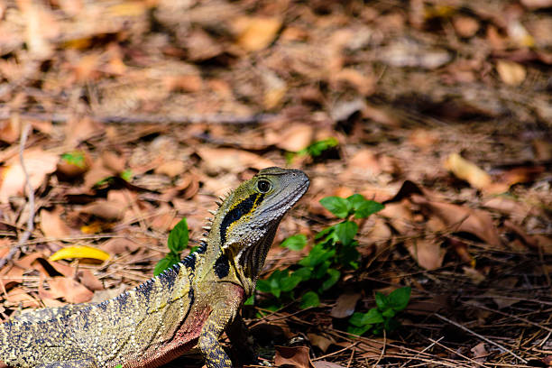 istock Australian Male Water Dragon 627459246
