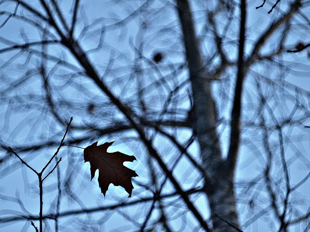 el otoño se va y el invierno se acerca - guyver fotografías e imágenes de stock