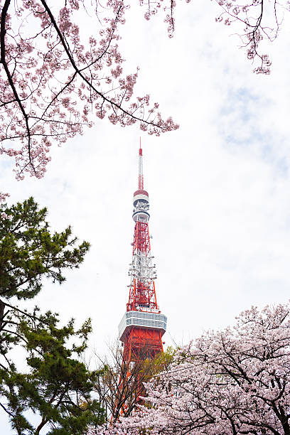 istock Tokyo Tower with sakura blossoms surrounded 627460528