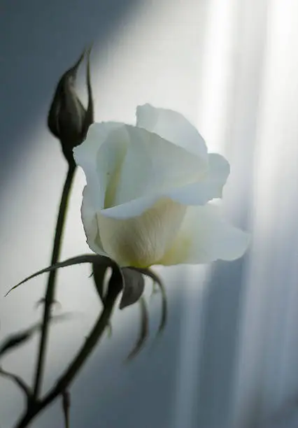 White rose illuminated by sunlight through linen curtain.  
