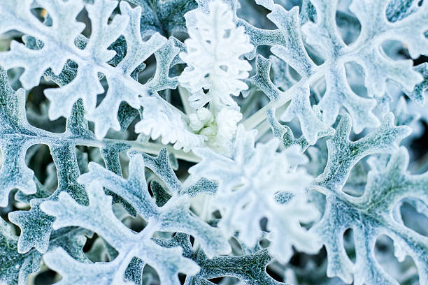 istock Snowflake-like plant, chrysanthemum 627461724