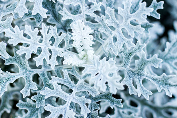 istock Snowflake-like plant, chrysanthemum 627461780