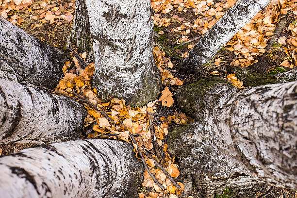 istock The autumn birch trees and leaves 627469574