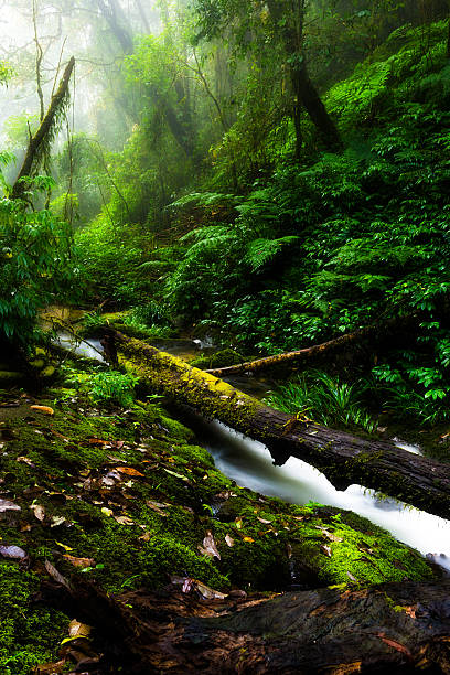 istock Landscape in Kew Mae Pan Nature Trail 627472072