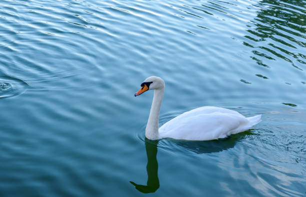 łabędź nad łabędziem w astrachaniu - swan white grass park zdjęcia i obrazy z banku zdjęć