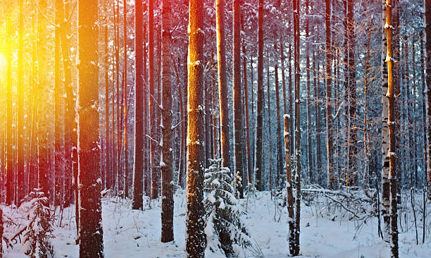 istock winter landscape .Winter scene 627475508