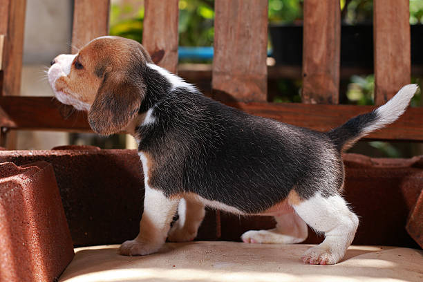 istock Beagle puppy sit and play on wood chair 627476830