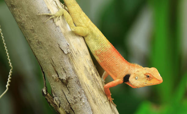 istock The chameleon gold in the garden. 627476958