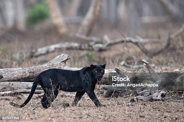 Pantera Negra Salvaje Foto de stock y más banco de imágenes de Leopardo  negro - Leopardo negro, Leopardo, Color negro - iStock