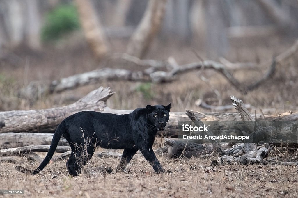 Wild Black Panther Stock Photo - Download Image Now - Black Leopard, Leopard,  Black Color - iStock