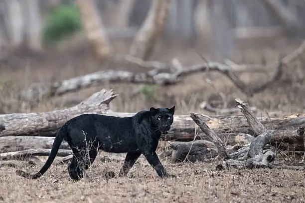 A wild black panther in its natural habitat in the Nagarhole Tiger Reserve, India.