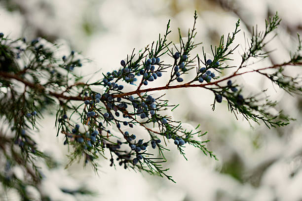istock Winter landscape. The cypress twig under the snow. Selective focus 627478566