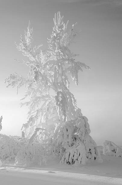 istock Cold day in the snowy winter forest 627478594
