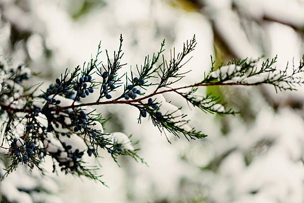 istock Winter landscape. The cypress twig under the snow. Selective focus 627488632