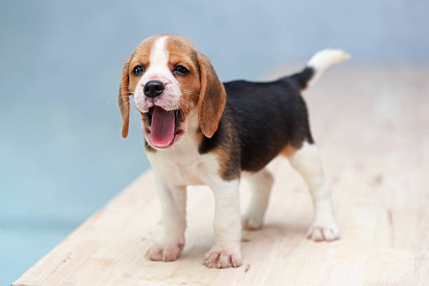 istock small cute beagle puppy dog looking up 627489378