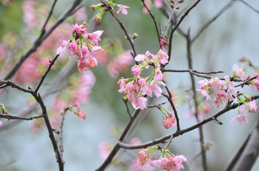 the Spring Cherry blossoms, pink flowers hk