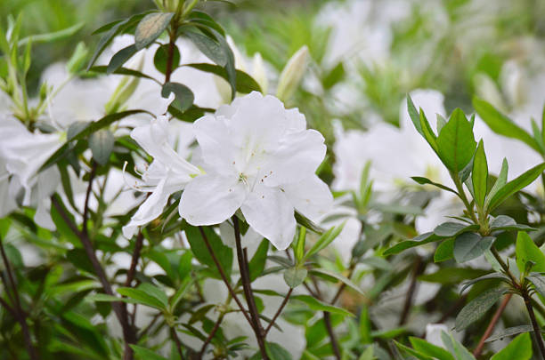 istock Beautiful white rhododendron flowers 627490214