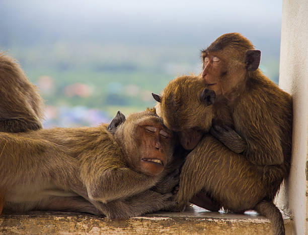istock Family monkeys Thailand 627490226