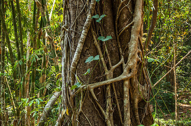 istock Amazing Tree hug BIg  Tree in Deep Forest, Kanchanaburi, Thailand 627490482
