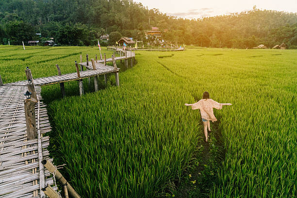 Woman running  in  the rice field Young Caucasian woman running  in the rice field in Thailand bamboo bridge stock pictures, royalty-free photos & images
