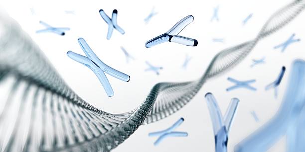 Chromosome. DNA. . stock photo