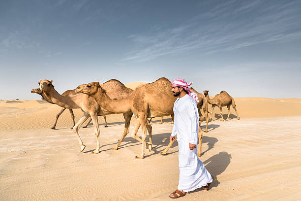 istock arabic sheik on the desert walking with the camel 627510110