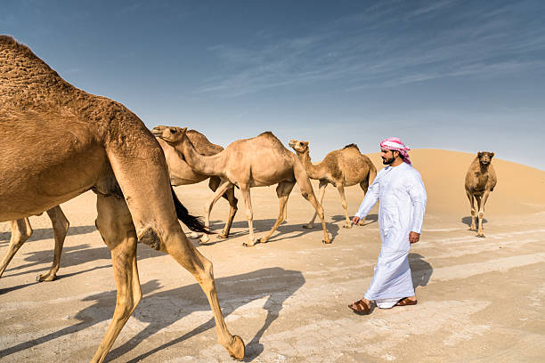 ラクダと一緒に歩く砂漠のアラビア語のシェイク - camel ストックフォトと画像