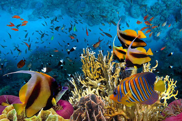 istock Underwater picture with great variety of fish 627510258