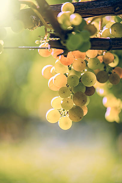 istock Vineyard in Italy at sunset 627511012