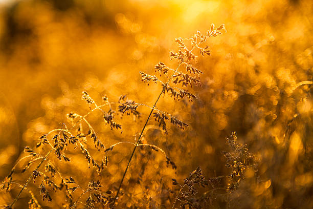 istock Fresh morning dew on spring grass, natural background 627511318