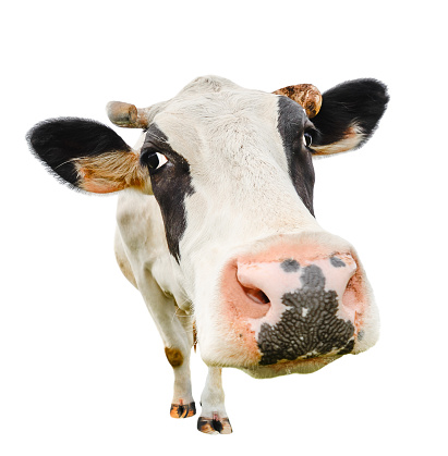 Funny cute cow isolated on white. Talking black and white cow close up. Funny curious cow. Farm animals. Pet cow on white. Cow close looking at the camera