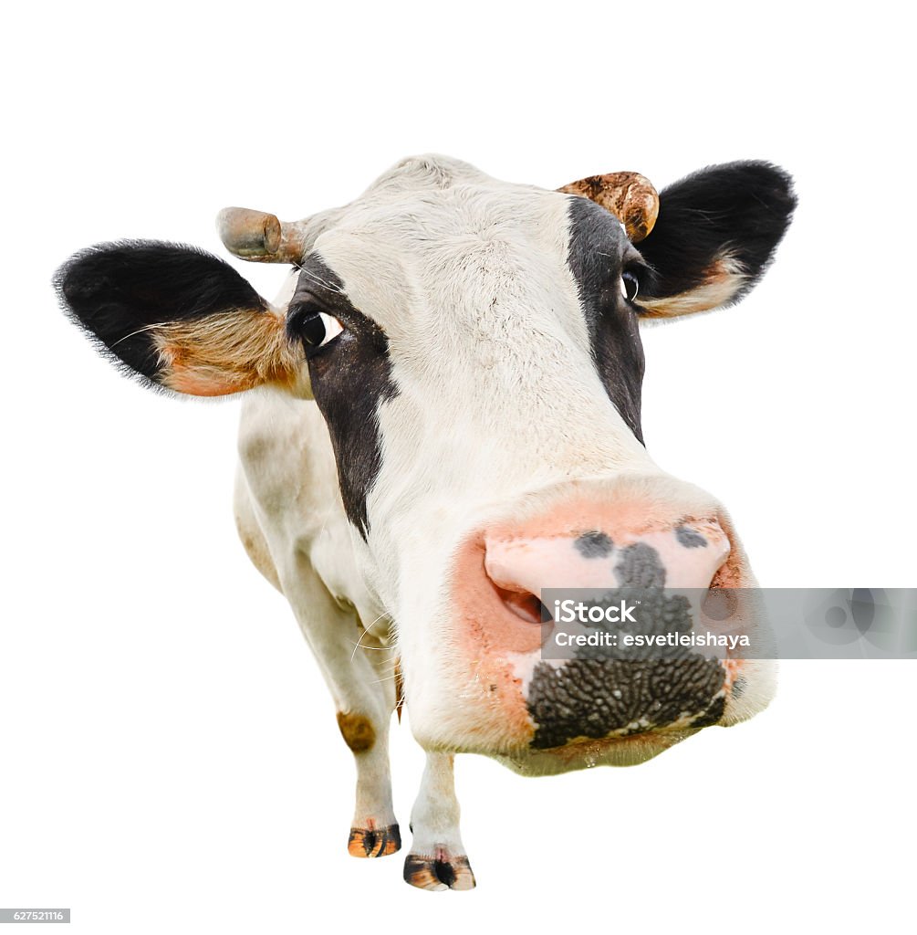 Funny cute cow isolated on white Funny cute cow isolated on white. Talking black and white cow close up. Funny curious cow. Farm animals. Pet cow on white. Cow close looking at the camera Domestic Cattle Stock Photo
