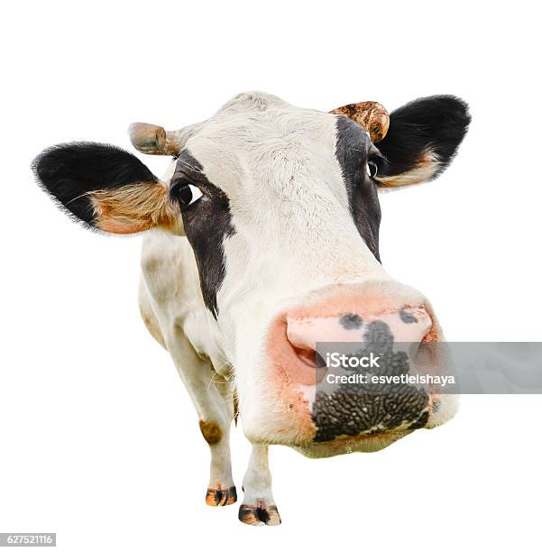Funny Cute Cow Isolated On White Stock Photo - Download Image Now - Domestic Cattle, Cow, White Background
