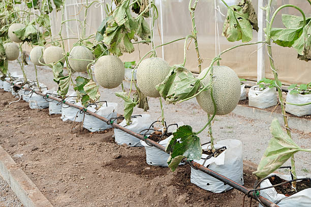 istock Fresh Melon or Cantaloupe fruit on tree in farm 627521772