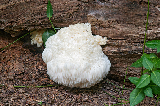 Lion's mane mushroom (Hericium erinaceus). Called Bearded tooth mushroom, Satyr's beard, Bearded hedgehog mushroom, pom pom mushroom and Bearded tooth fungus also