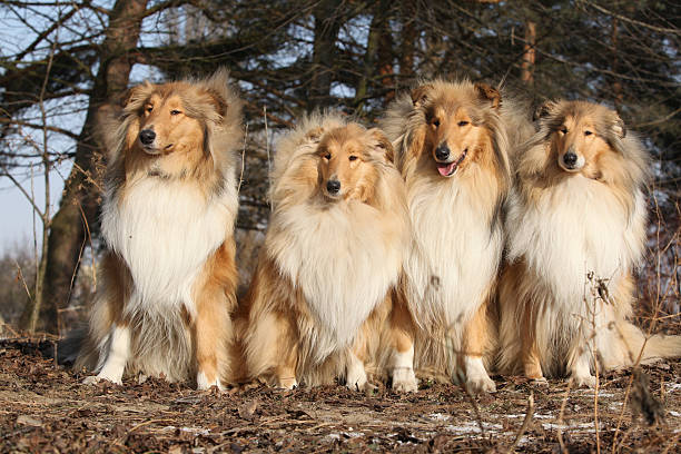 istock Group of scotch collies in the forest 627523514