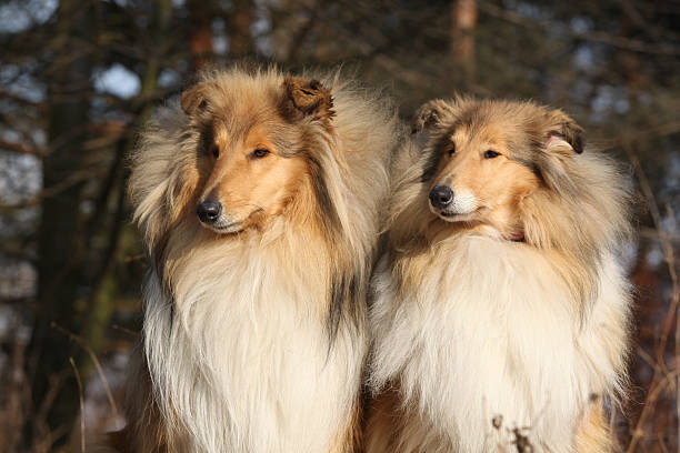 istock Two beautiful scotch collies in the forest 627523592