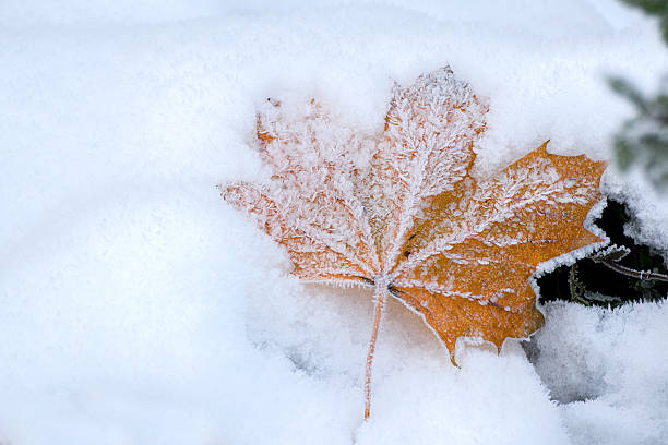 istock autumn maple leaf with ice crystals in the snow 627523752