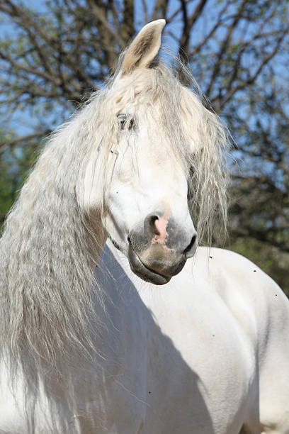 istock Portrait of beautiful andalusian mare in spring 627524062