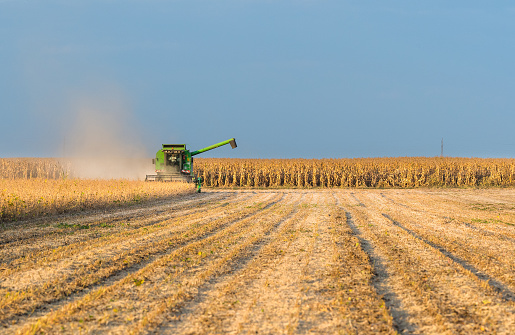 Harvesting of soybean field with combine