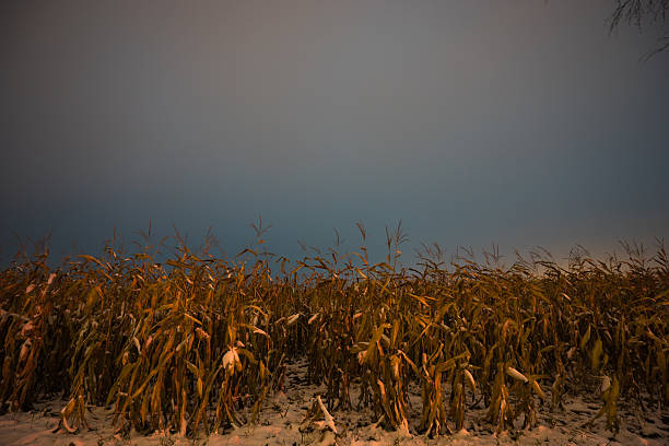 neve su un campo di mais nella notte - corn snow field winter foto e immagini stock