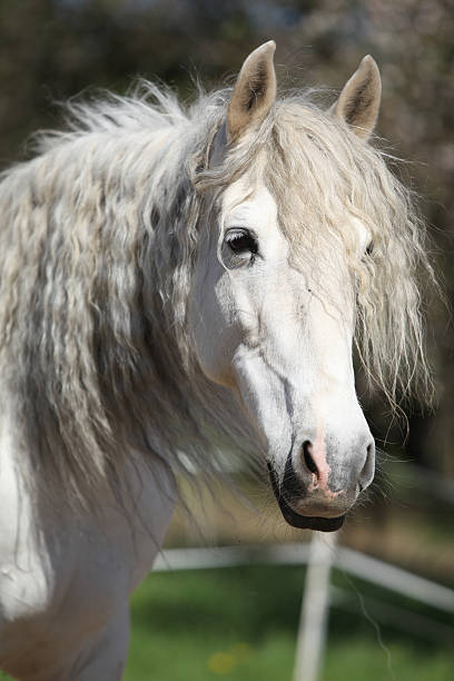 istock Portrait of beautiful andalusian mare in spring 627524366